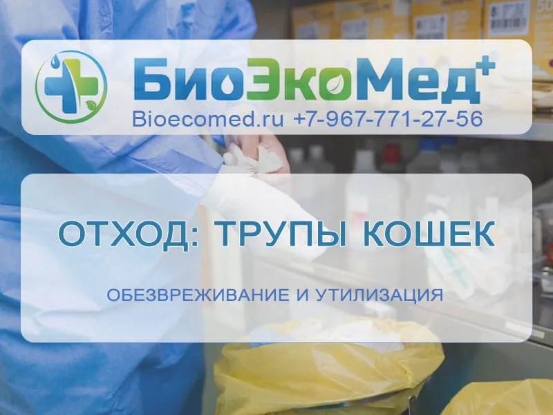 Отход: трупы кошек